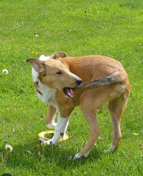 Dog chasing its tail