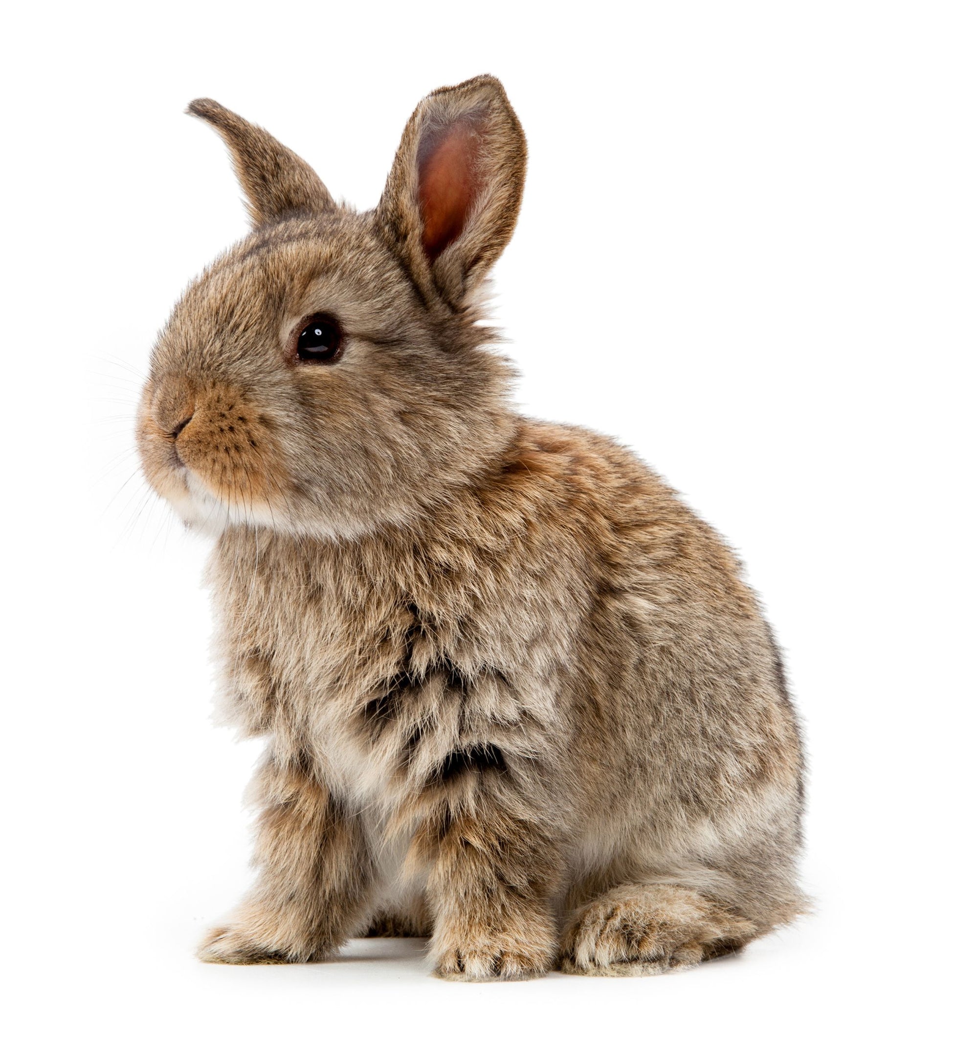 Natural supplements for Rabbits