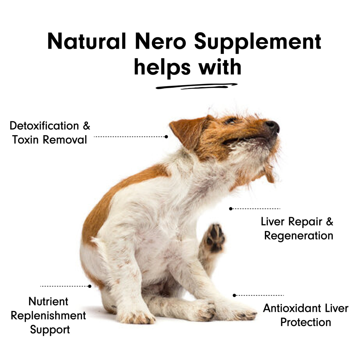 Natural Liver Supplement with Milk Thistle for Dogs &amp; Cats